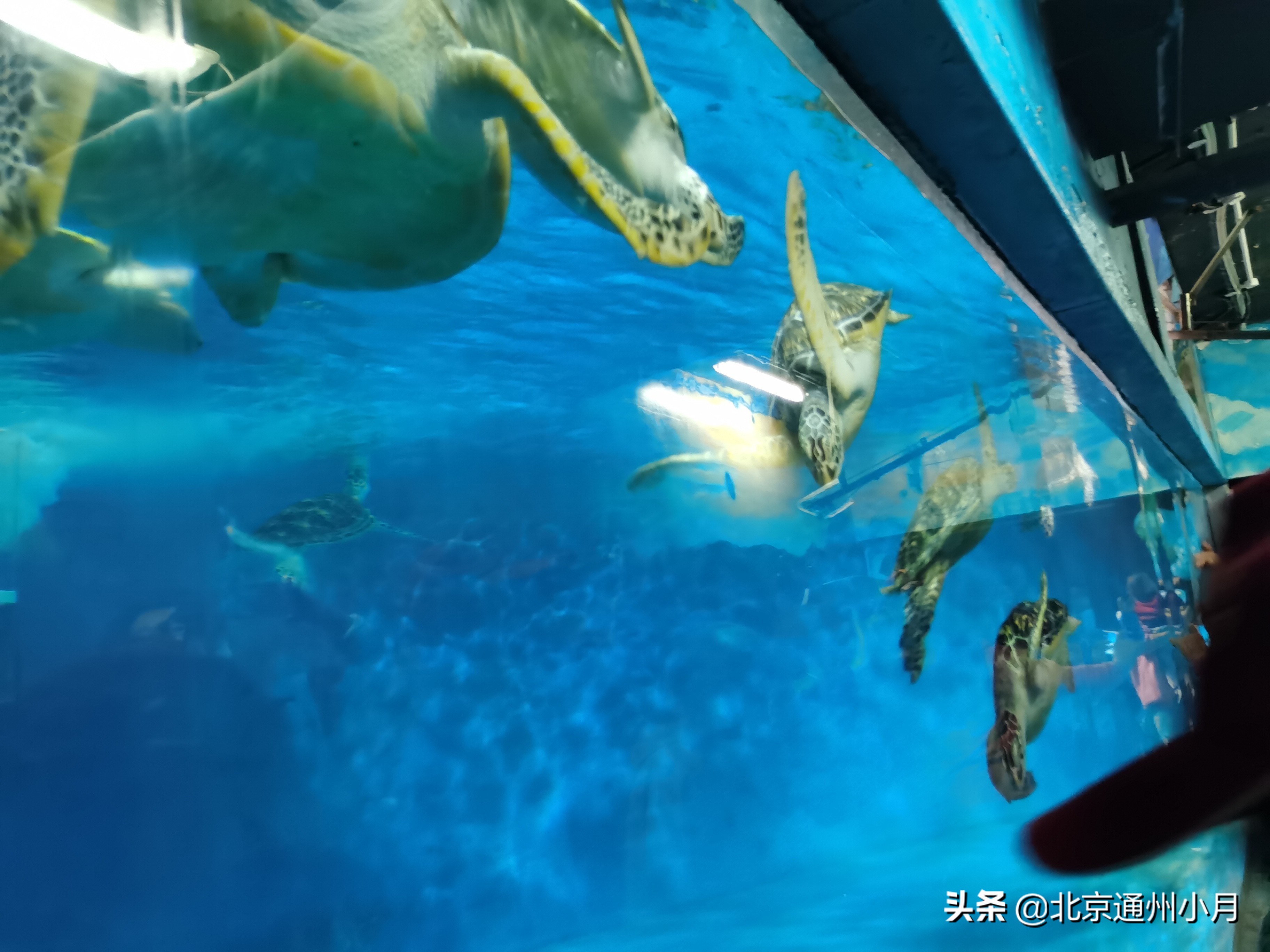 值得去看的海底世界,北京市海底世界门票多少钱