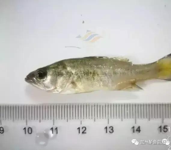 加州鲈下大雨如何防范,加州鲈下雨天需要停料吗