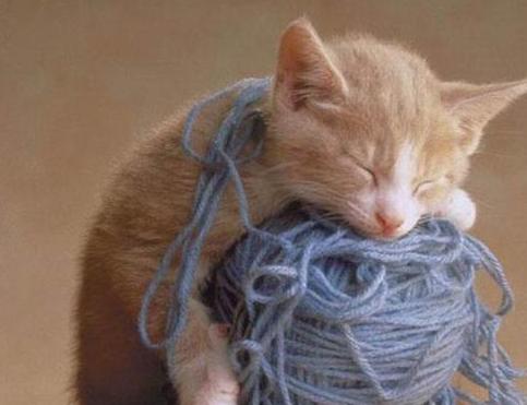 猫咪呼吸困难、体温升高，当心它患上胸膜炎，病猫需主人小心照看