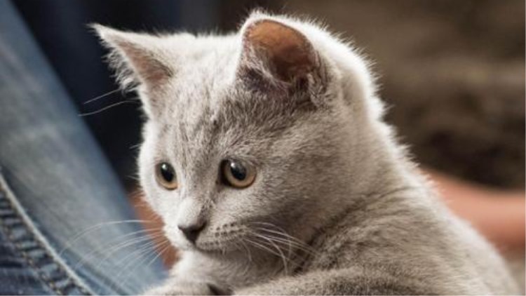 猫咪五种性格类型,猫咪有这6种表现说明你养得好