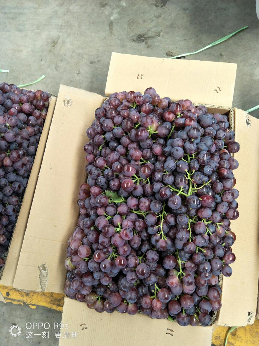 四川姑娘在新疆的生活日常,四川姑娘在南疆记录美好生活