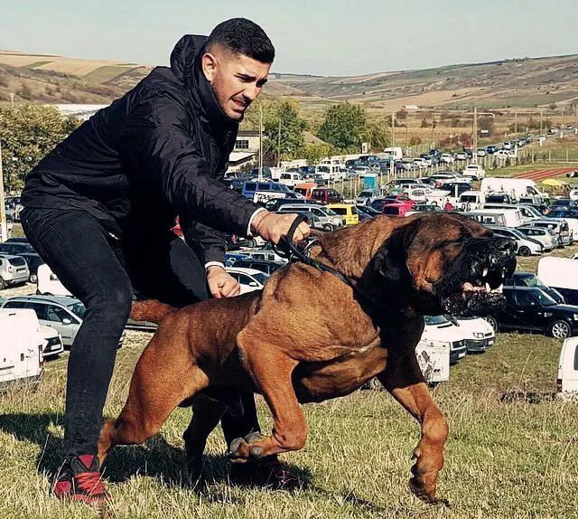 各国猛犬品种排名,各国品种猛犬