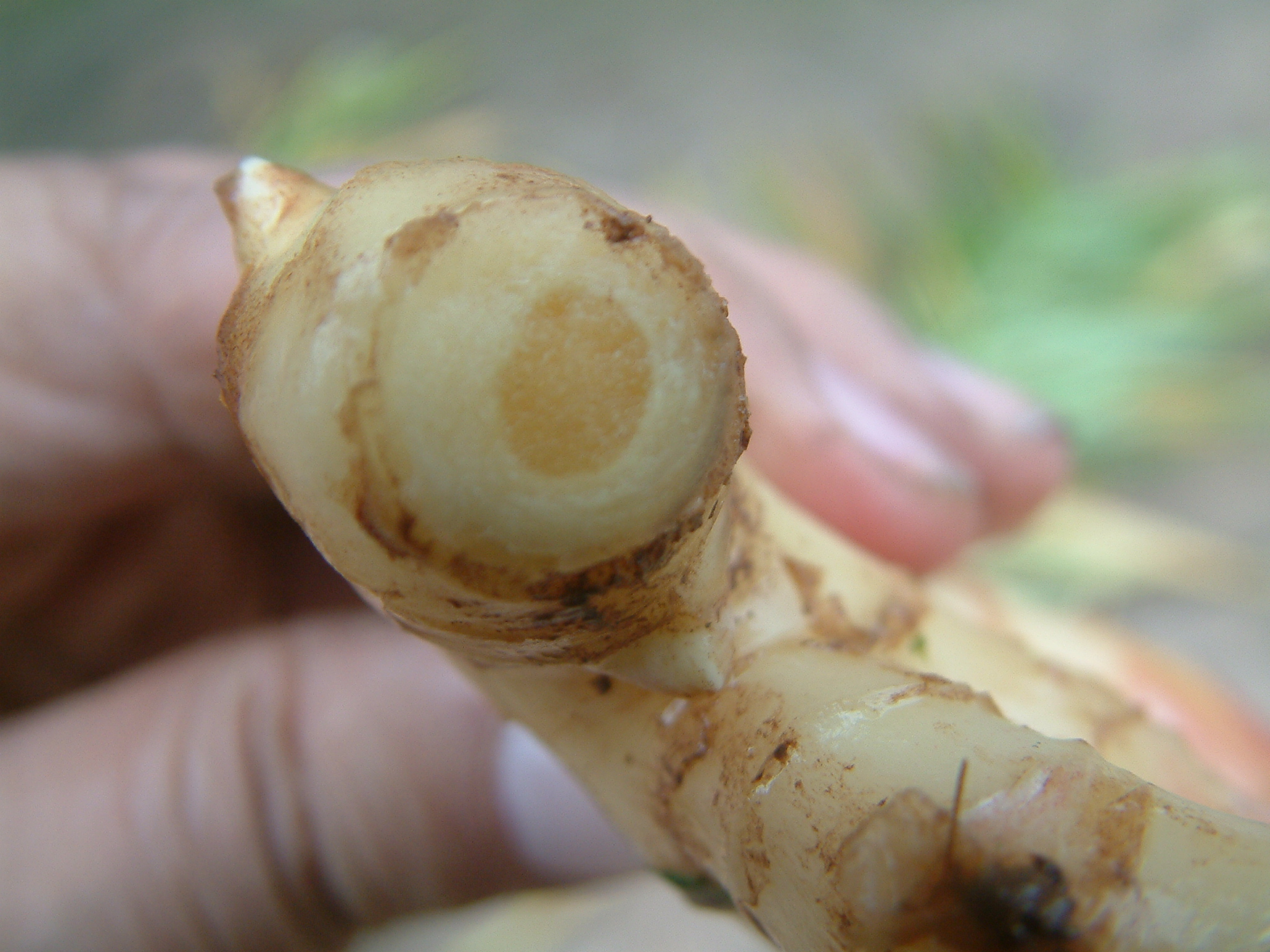 楼顶生姜怎么种植高产,想要生姜种植高产这些技术少不了