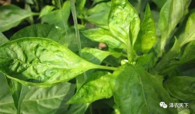 导致辣椒卷叶的原因较多,如何针对性地防治?