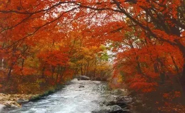 大连枫叶最佳观赏时间,大连枫叶红视频