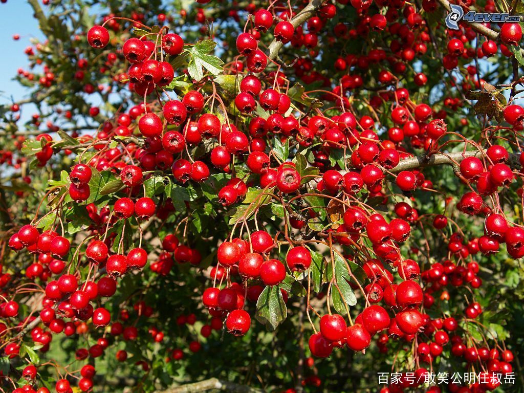 山楂做的水果,山楂做成的食品有哪些