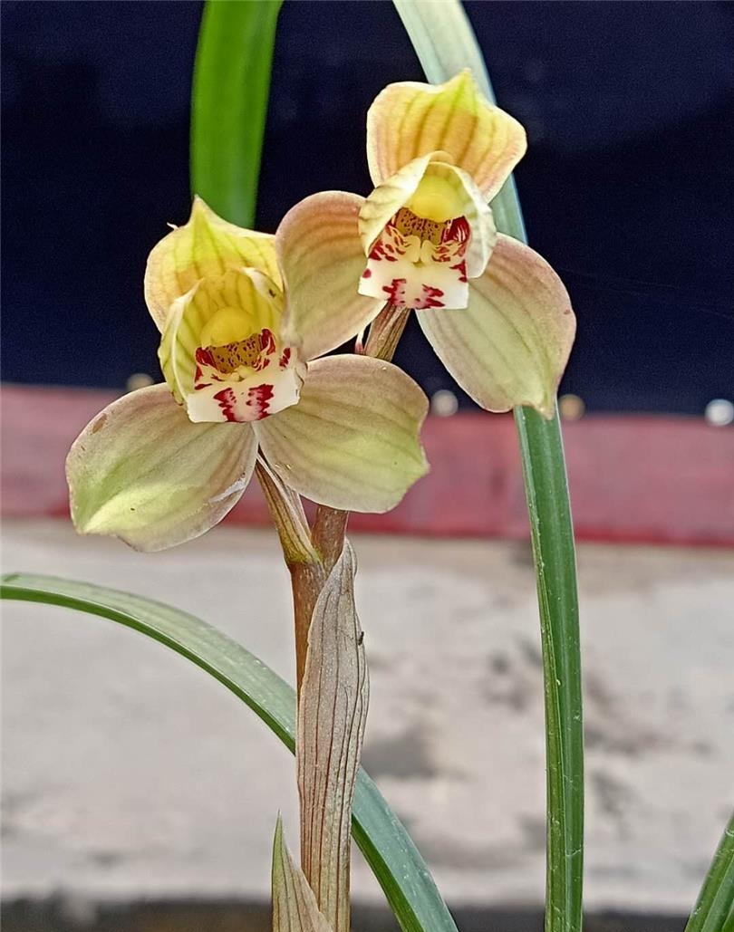 兰花如何实现产业化,近几年兰花产业的发展