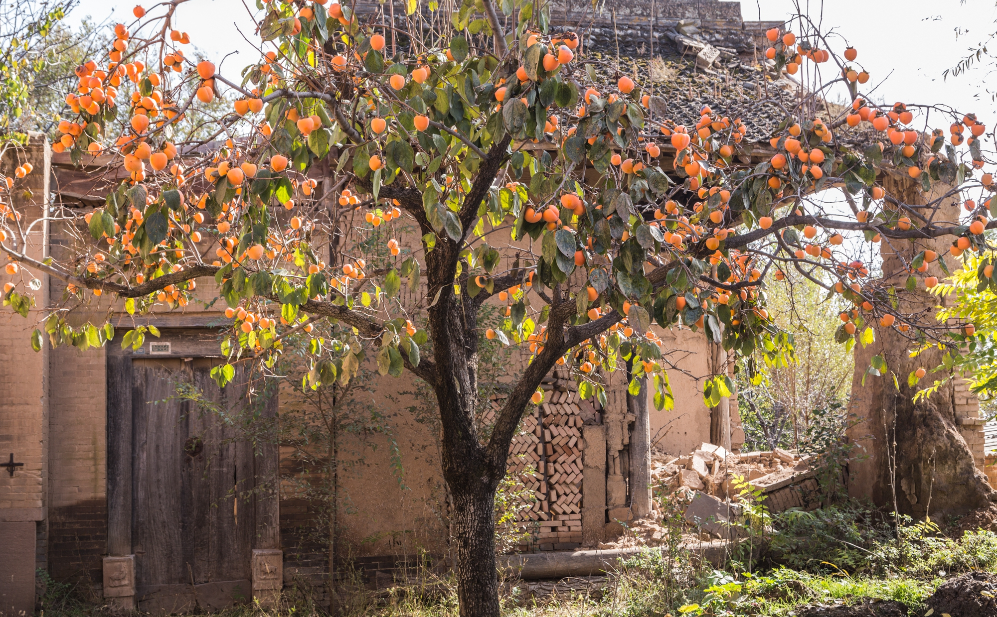 农村后院适合种啥树,家里种哪五种树可以旺家多子多福
