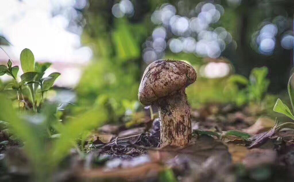 最好吃的十大山珍,八种顶级山珍