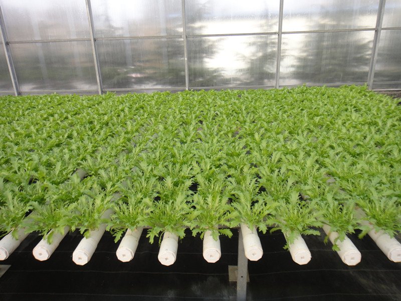 农业连栋温室大棚补贴标准,吉林连栋温室大棚一亩地多少钱