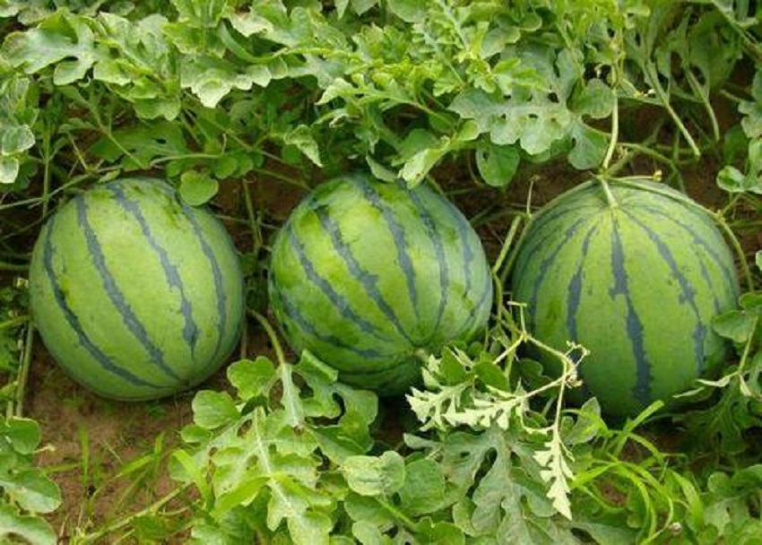 黄瓤西瓜种植管理,二茬黄瓤西瓜怎样管理能高产