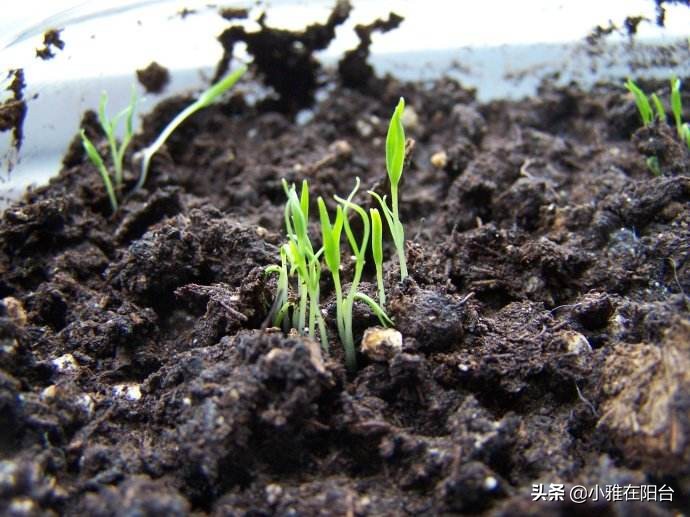 养花不如种姜,养花不如种鸡蛋