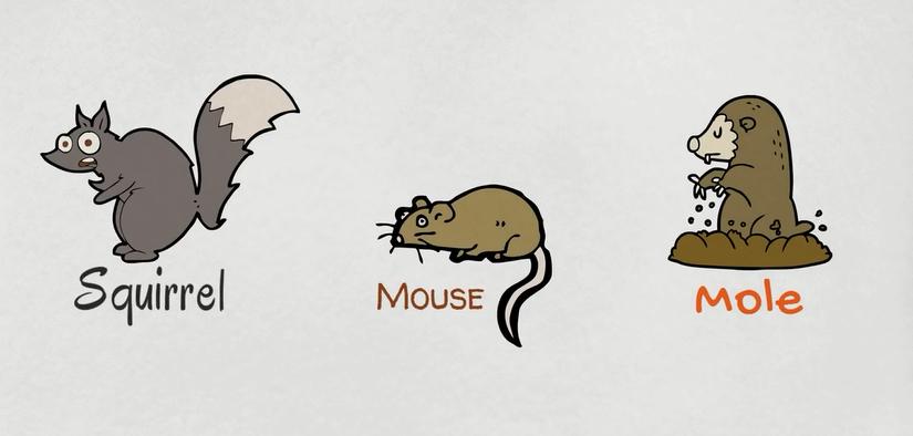 常见动物英语词汇大全,英语常见词汇大全表