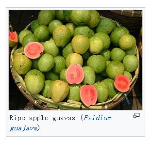 红心番石榴和白番石榴营养哪个好,番石榴跟芭乐是同一种水果吗