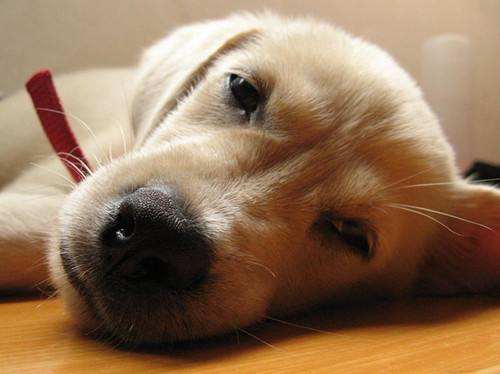 让狗狗吃到食物会有什么后果,狗狗如果误食什么东西怎么办