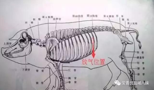 夏天猪中暑不吃食怎么治疗,小鸡中暑肚子胀气如何快速解决