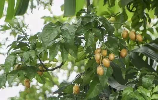 黄皮果种植成功案例,黄皮果的种植过程