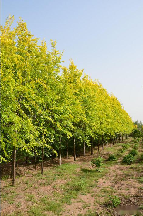 忻州花卉植物园,山西原平植物园