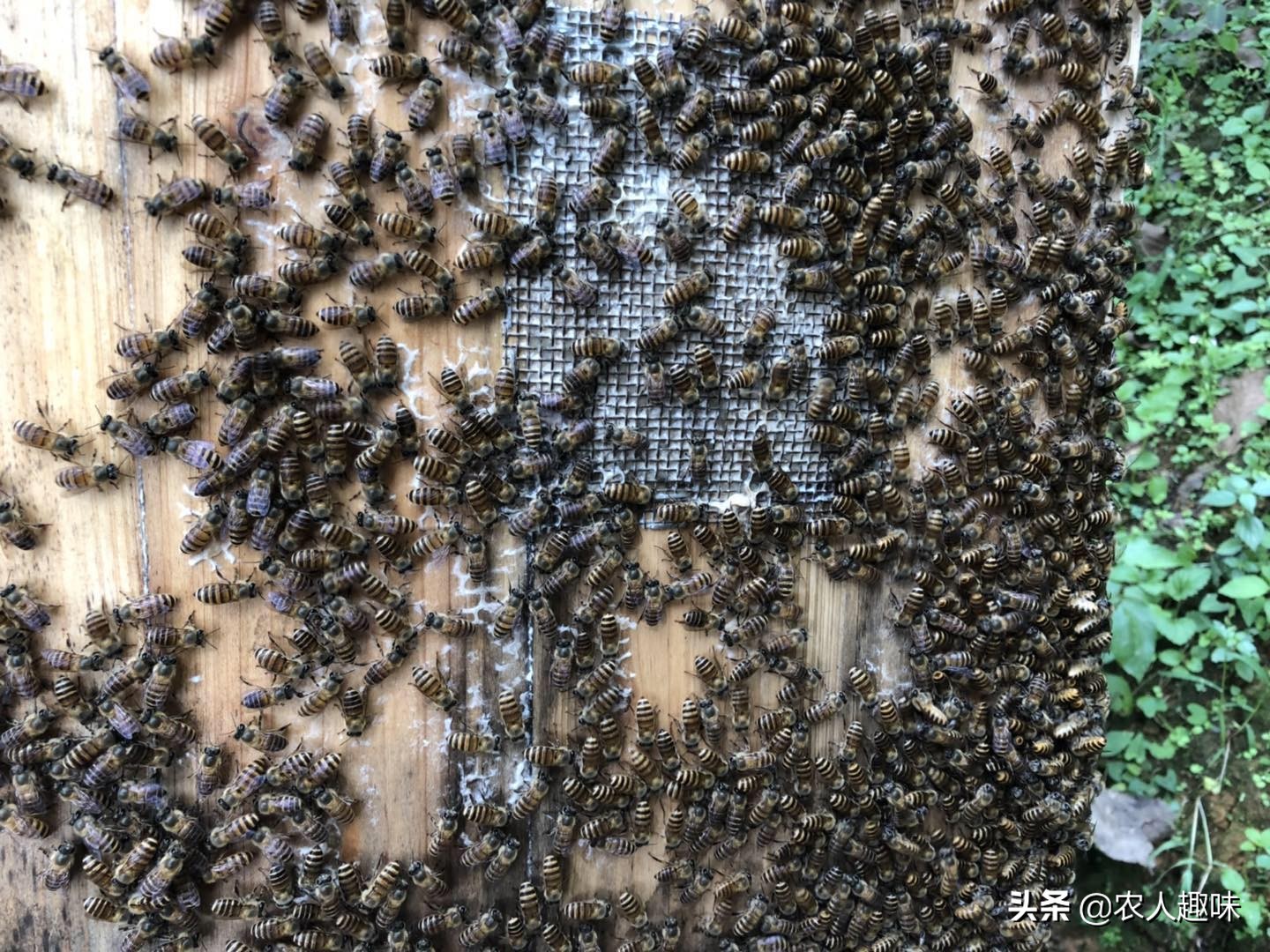 养蜂怎样管理好蜂王和蜜蜂,夏季蜜蜂怎么防胡蜂蛰