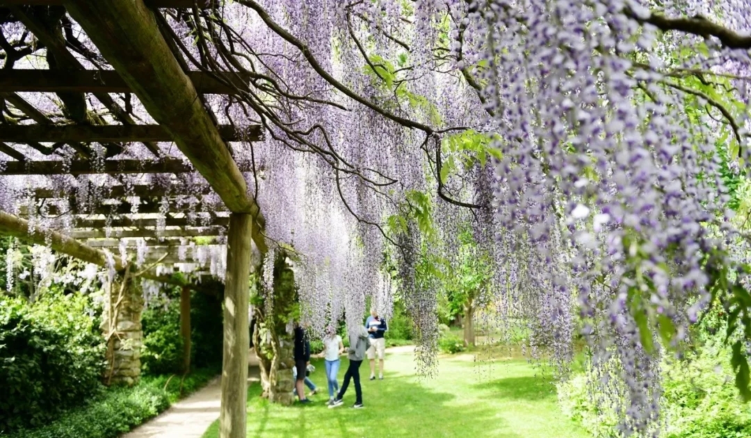 爬藤植物怎么牵引造型,爬藤植物是怎么爬藤的