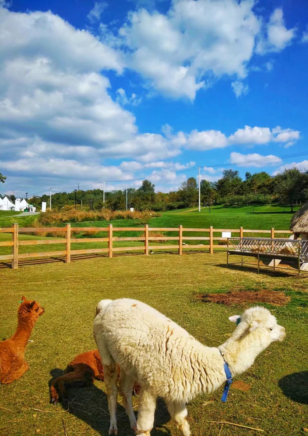 大连三寰牧场旅游攻略,大连三寰牧场草原视频