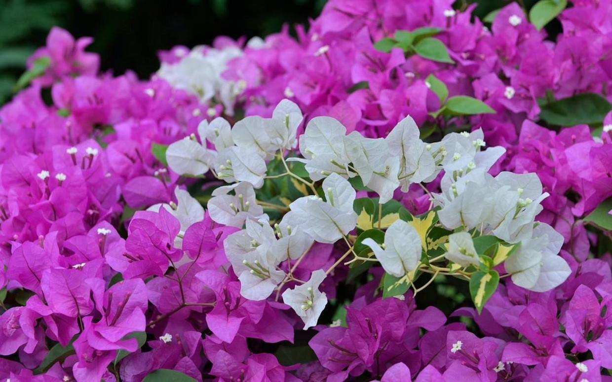 三角梅入冬后注意什么,三角梅花叶都冻伤了怎么办