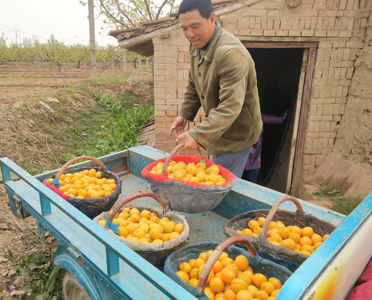 大荔冯村镇金太阳杏,陕西大荔丰园红杏价格