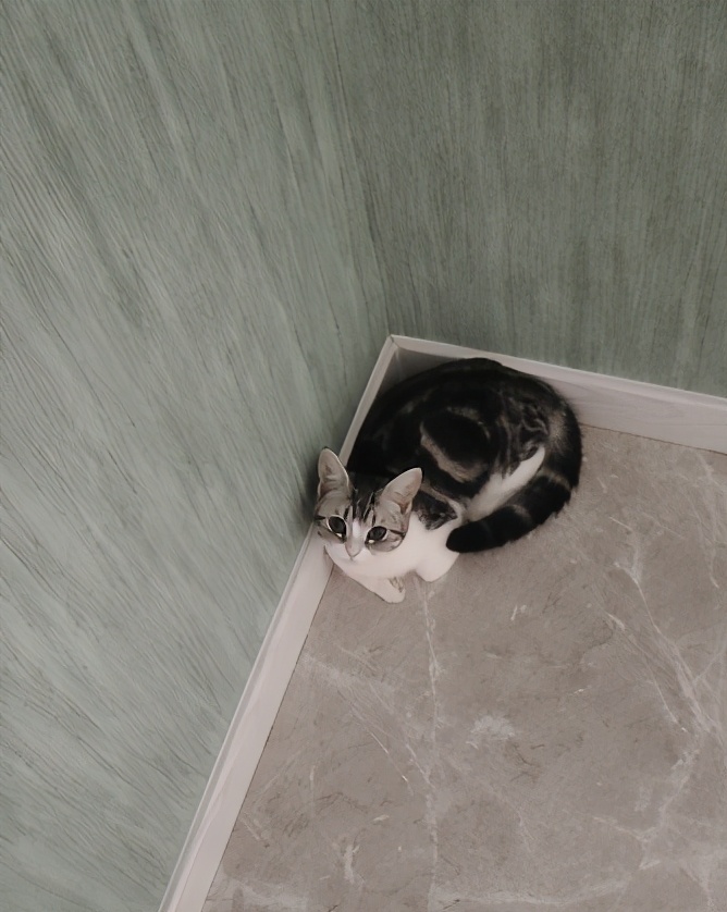 团子猫传腹治好了吗,团子的猫传腹