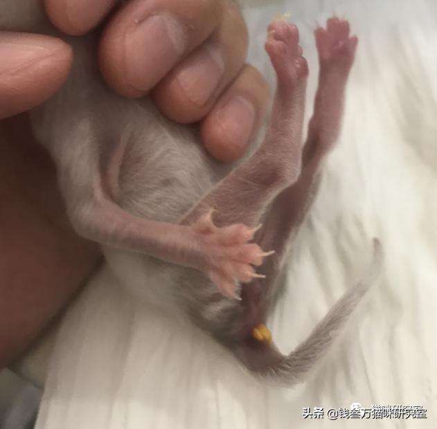 刚生的小猫母猫不在如何照顾,早产没长毛的小猫怎么救活