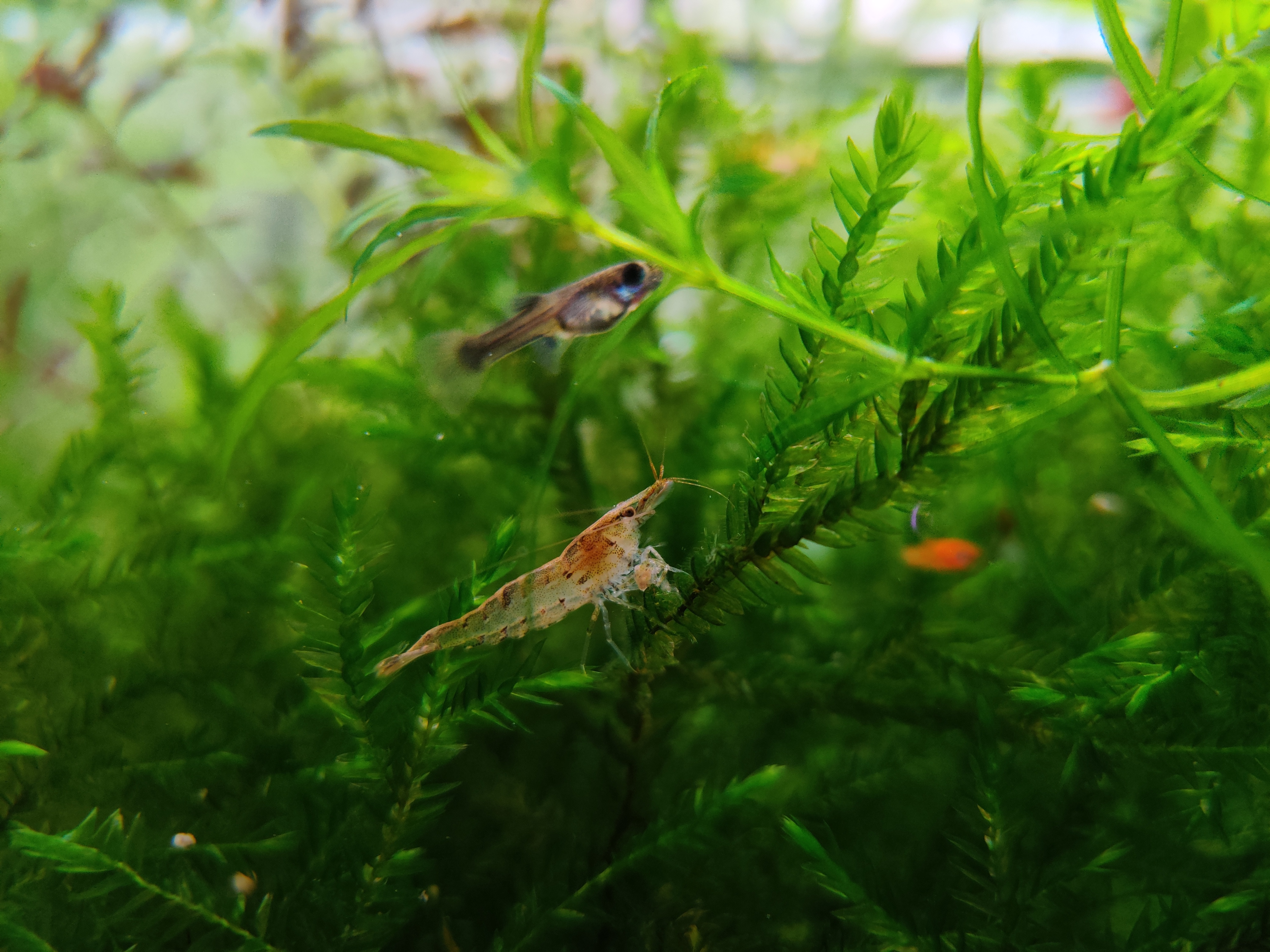 囊螺爆缸会不会导致黑壳虾死亡,10几只黑壳虾一个冬天能爆缸吗