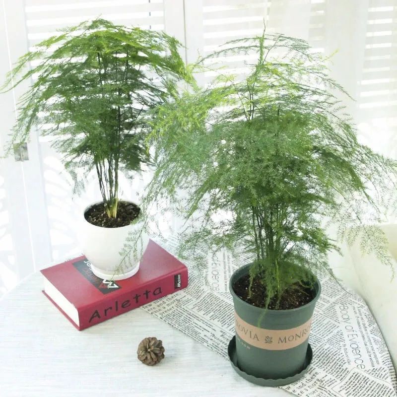 家中必养的五种花,家里养4种花高贵优雅一养就上瘾