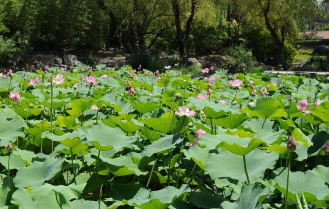夏季养碗莲，叶子圆润花型雅致，给家里添贵气，花开十里飘香