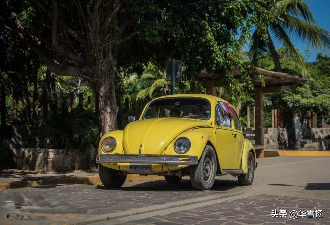 在这里你可以看到绚烂多彩的甲壳虫,因为他们是这里的精灵