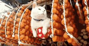 柿子和酸奶香蕉一起吃会中毒吗,柿子香蕉酸奶可以一起吃吗