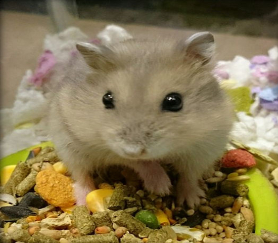 紫仓拒吃高价鼠粮，从小挑食愁坏主人，明白4点原因才能纠正