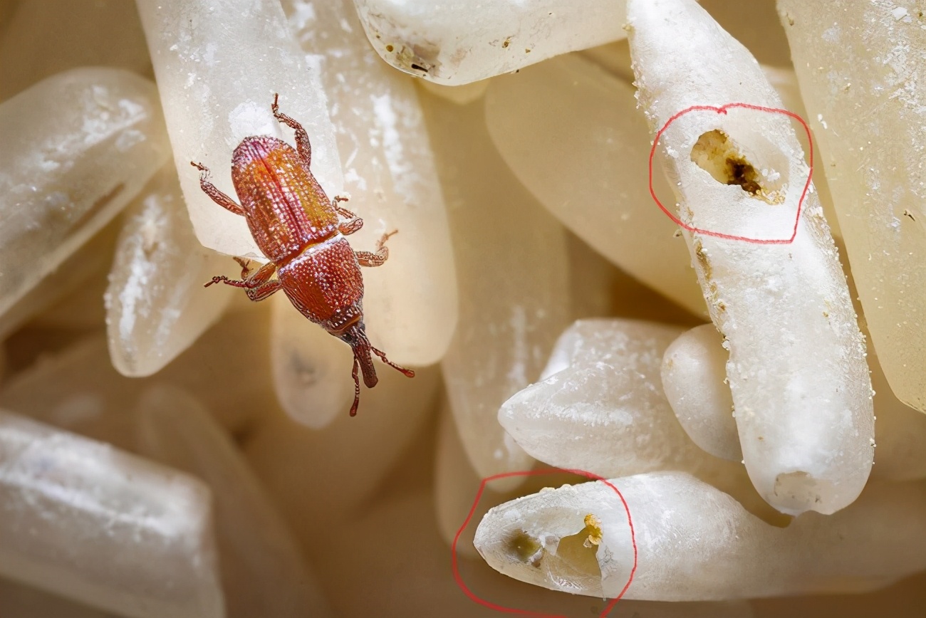米生虫里面有虫卵,米饭上的虫卵长什么样子