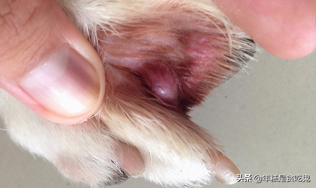 怎样预防和治疗宠物狗趾间炎,小狗趾间腺炎怎么治疗