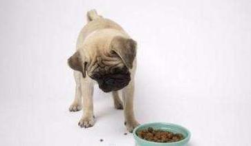 巴哥犬不爱吃饭怎么回事,巴哥挑食怎么办