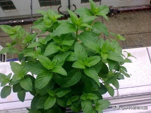 薄荷发黄老叶需要剪掉吗,薄荷容易黄叶掉叶怎么解决
