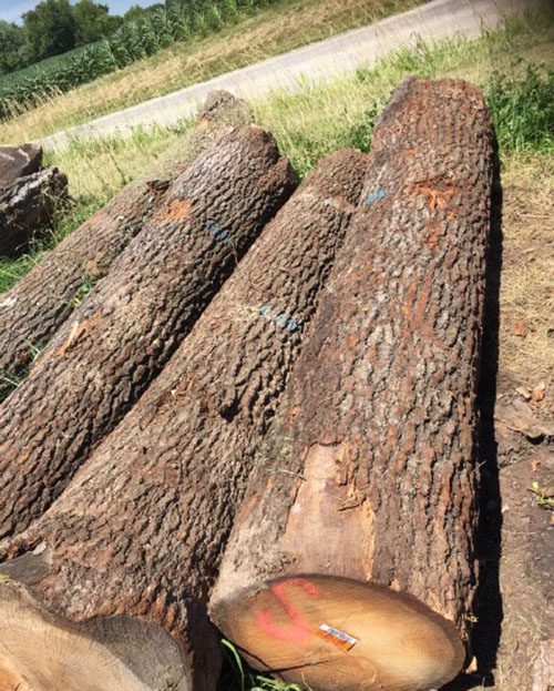 橡木与胡桃木家具的优缺点,橡木家具的优缺点及价格表