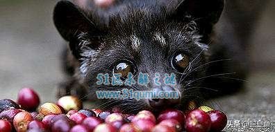 世界上最贵的咖啡,最贵猫屎咖啡10万