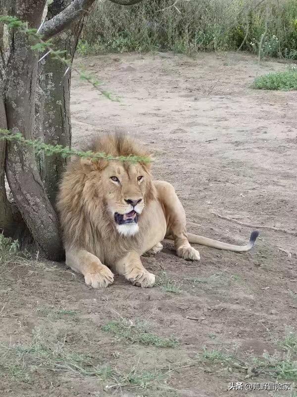 为什么非洲大草原看狮子用敞篷车,而国内虎园看虎却用封闭铁笼车