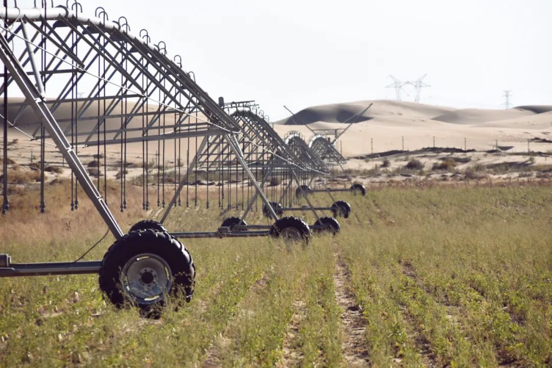 中国大沙漠的淘金客：*子骗**、教授与巨头