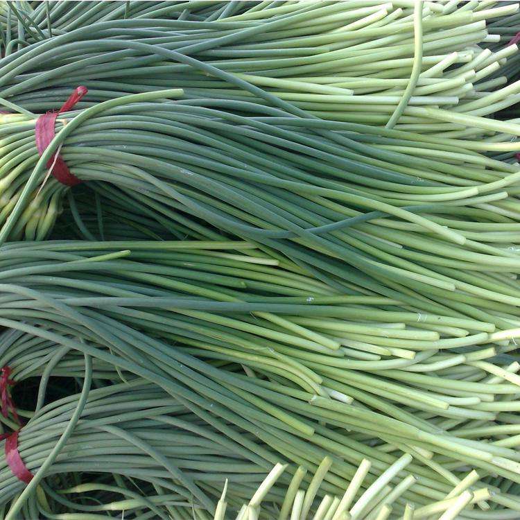 2023年大蒜蒜薹最新行情,2020大蒜蒜薹行情