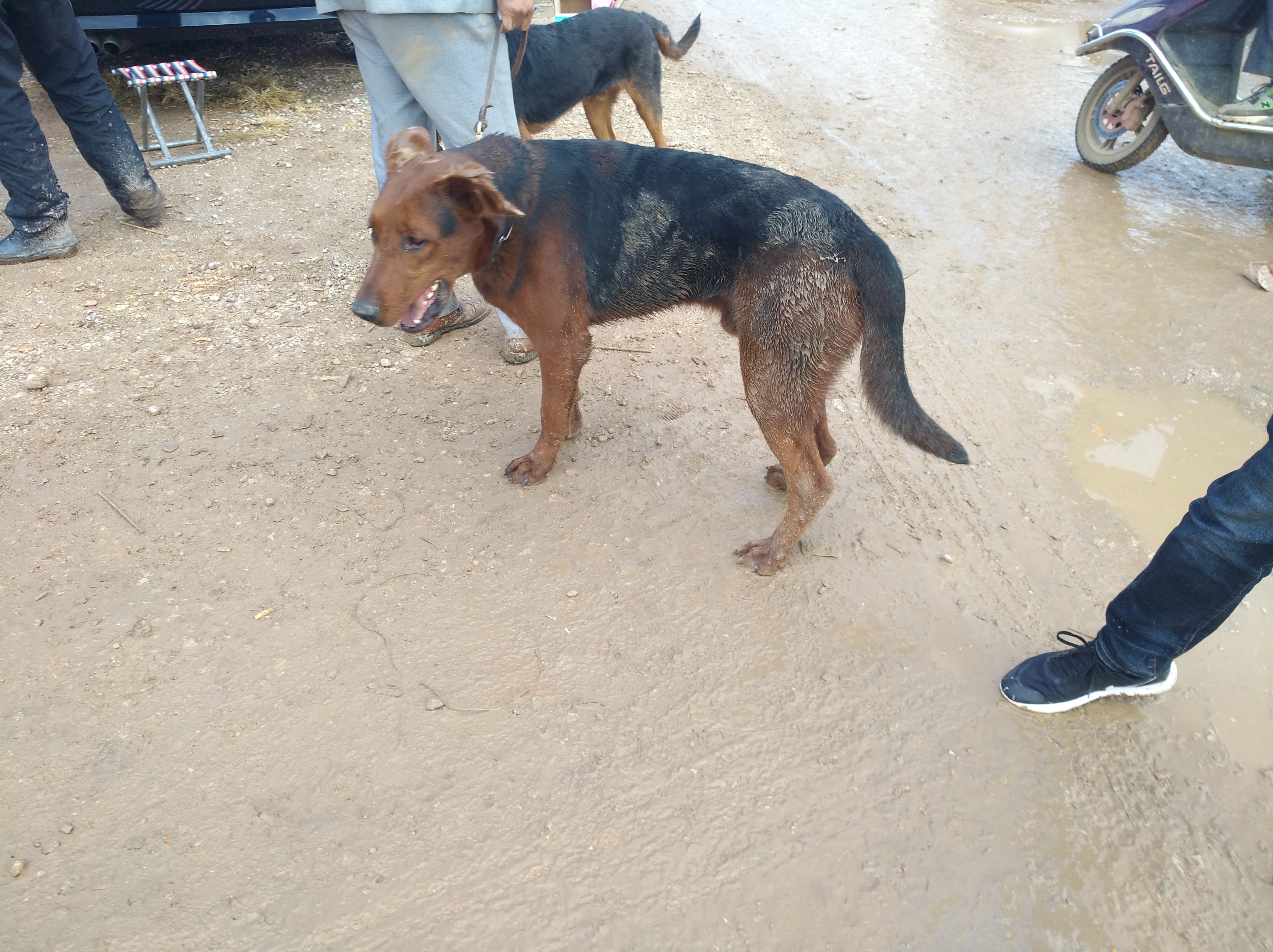 七个月的莱州红犬还能立耳成功吗,莱州红犬6个多月还不立耳为什么