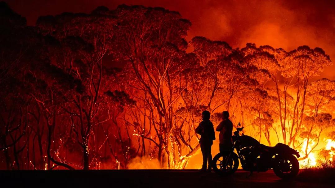 海象为何集体跳下悬崖全过程,海象集体坠崖有改善吗