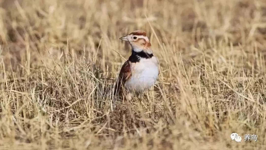 观赏鸟类排名,十大好看的观赏鸟排名榜