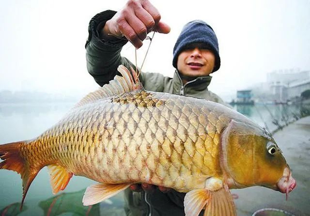 老钓手的一些小技巧,手竿谷麦钓鲤鱼教程