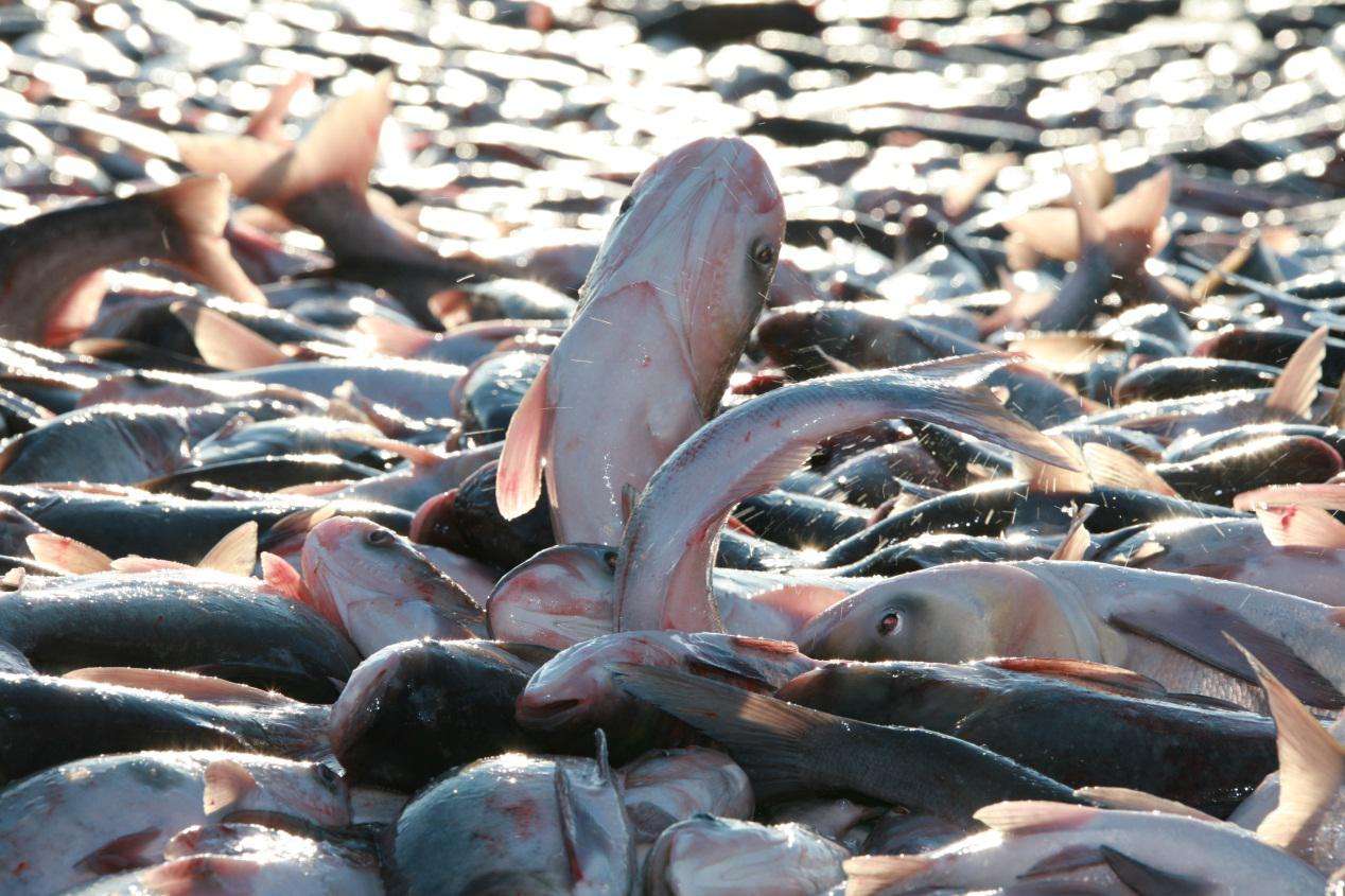 东北全鱼宴 (东北最正宗的全鱼宴)