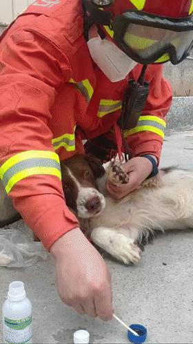 一只叫贝贝的斑点狗,有一只狗叫贝贝视频